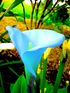 Racheblue; Wild Lilly; Lilly in Cox's Bay Reserve